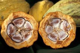 Cacao Tiến Phát