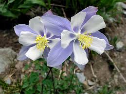 http://outthere.freedomblogging.com/2009/06/30/columbines-are-blooming-so-are-mosquitos/5357/