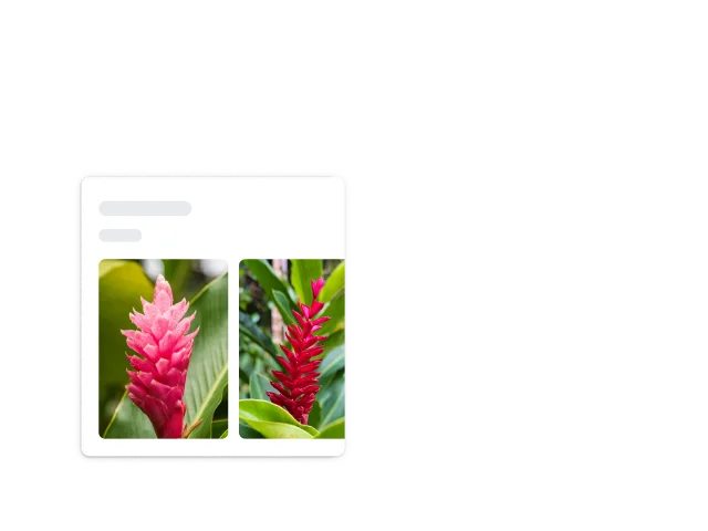 Các góc bo tròn màu trắng của một hình vuông bao quanh một cây có gai màu đỏ, được xác định là gừng đỏ