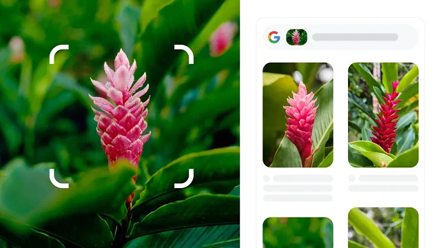 Các góc bo tròn màu trắng của một hình vuông bao quanh một cây có gai màu đỏ, được xác định là gừng đỏ