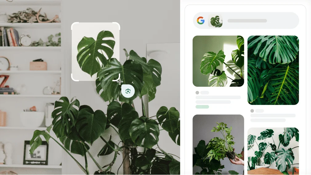 Google Ống kính được dùng để nhận dạng cây trầu bà Nam Mỹ.